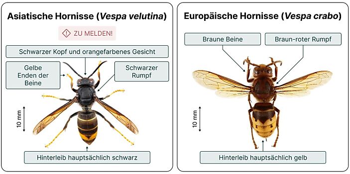 Vergleich Asiatische und Europäische Hornisse
